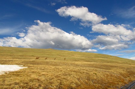 Deer off of Trail Ridge Road, Rocky Mountain National Park Colorado