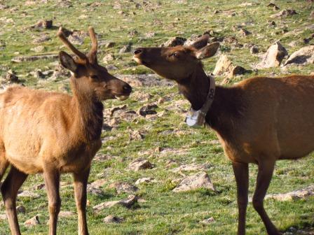 Tagged deer, Trail Ridge Road, Rocky Mountain National Park Colorado