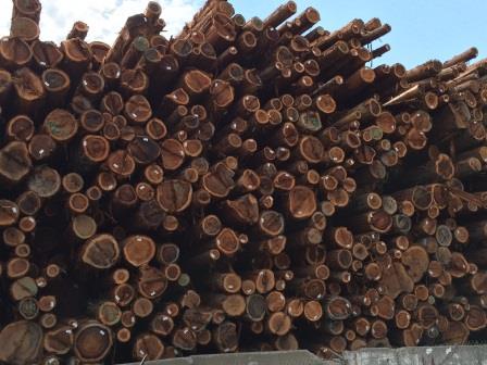 Cut Down Redwoods