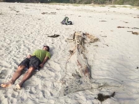 Whale Carcass (?) Jughandle State Park, Northern California