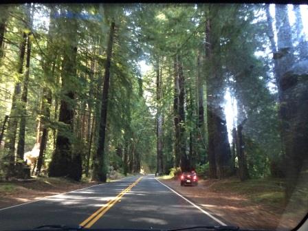 Redwoods off of Highway 128, Northern California