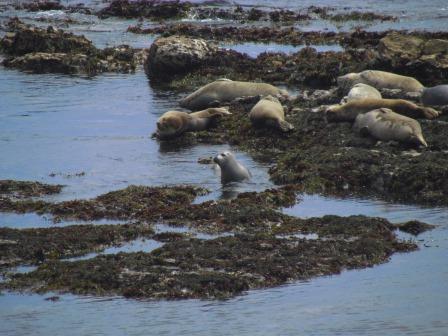 Seals, Point Arena, Northern California