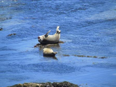 Seals, Point Arena, Northern California