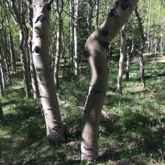 crooked aspens on hike from ohaver lake campground salida co