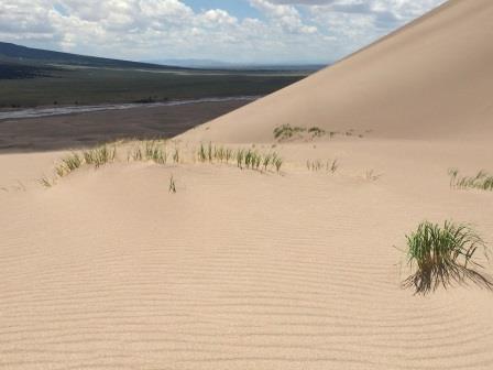 grass on sand dunes great sand dunes national park colorado
