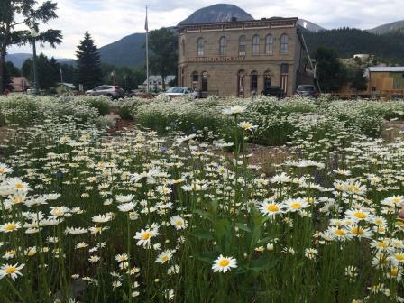 daises lake city co