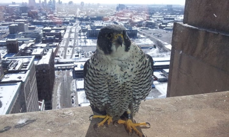 Peregrine Falcon outside the Fisher Building