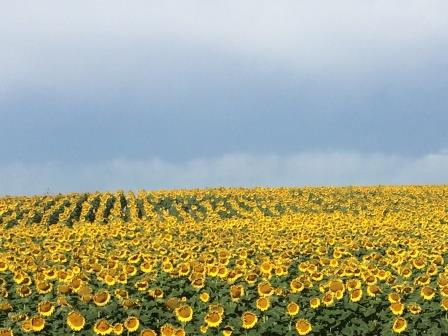 sunflowers pine ridge american indian reservation south dakota